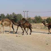 Camels on the move